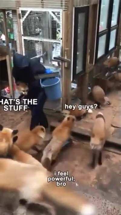 Feeling foxy while doing coxy