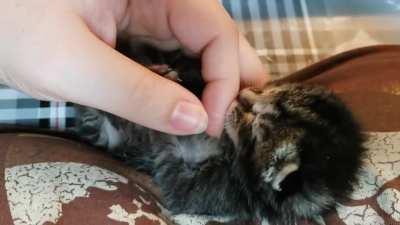 The littlest murder mittens