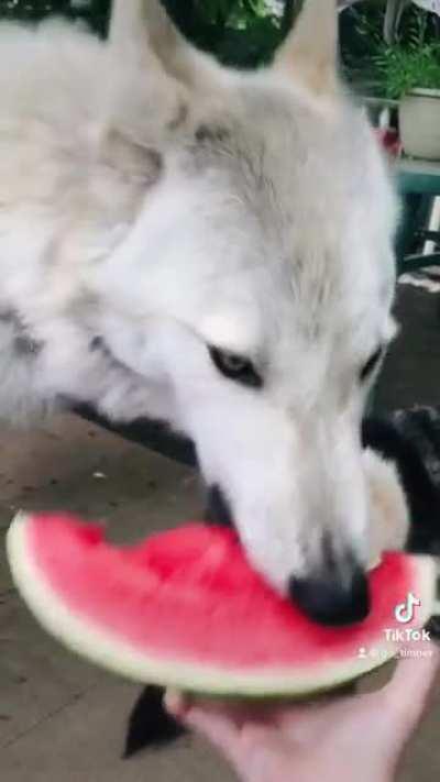 The content we need. 🐺🍉😊