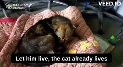 Bakhmut, dog seeks shelter with Ukrainian soldier