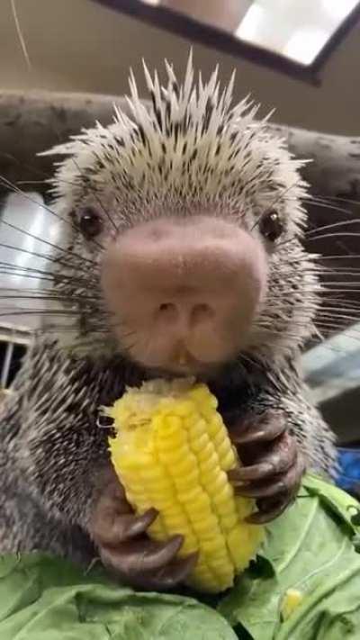 The Brazilian porcupine has a prehensile tail to help it climb trees and a rather plump nose to help it find food in its native South American habitats. Females give birth to a single porcupette in the spring. At the Cincinnati Zoo, a porcupette named Ric