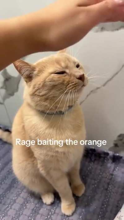 Morris gets rage baited.