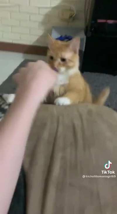 Biting kitty gets a startle