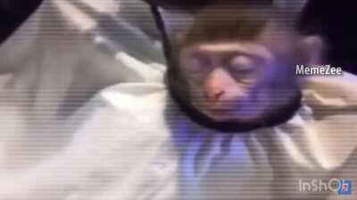 Whoever says Monke no drip.... you wrong 🤡😤