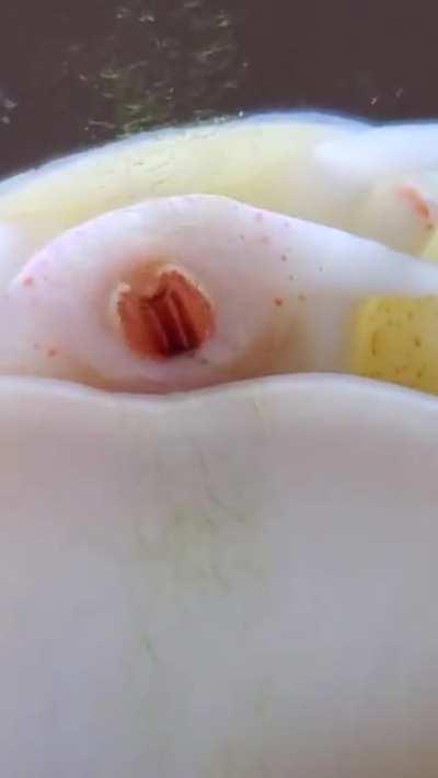 Snail found a line of algae that I missed during tank cleaning.