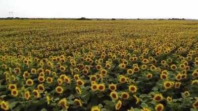 RF Armed Forces Parade. The only one that will take place in Ukraine