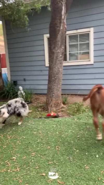 Lewis and Sky running around together