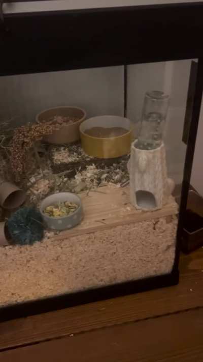 New dwarf hamster - cage set up