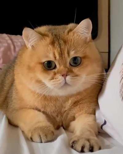 Chubb Chubb is ready to pounce ☄️