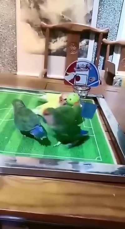 Parrot basketball