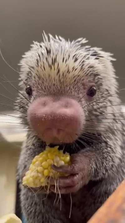 Rico the Porcupine eating corn