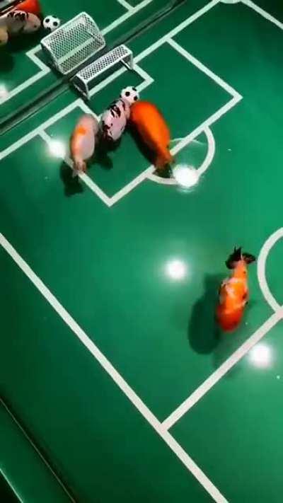 Вот вам и рыбьи мозги)