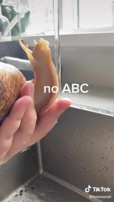 smol boi (homosnail on TikTok)