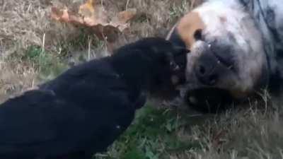 A crow and Dog being besties