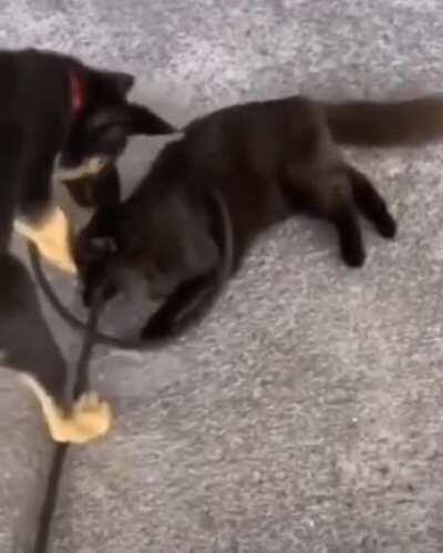 Good bye kitty. Only i can be the good boy.