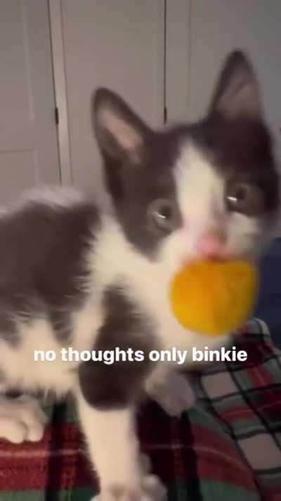 Little poof with a cheesey poof