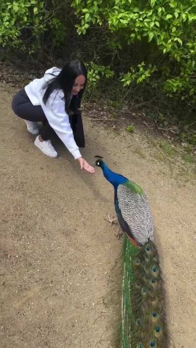 how chickens thank humans