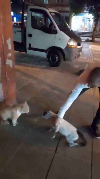 A man from Istanbul turkey separates 2 cats fighting                 He says: what is it that you can’t share, don’t fight like this, come over here, u are the man okay ı get ıt