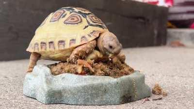 Tortelliniâs favorite hobby