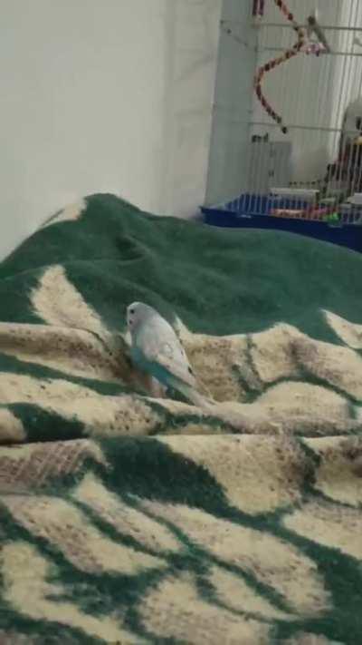 My little guy, Faulty. Perfectly normal until he tries to fly, he just does back flips.