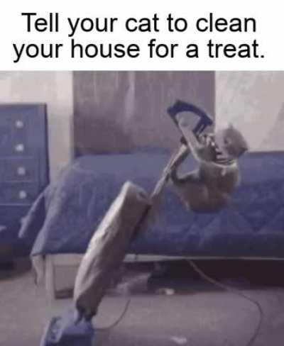 Train your cat, she will do it.