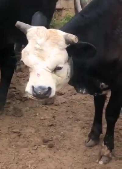Cow with a face that's not really straight.