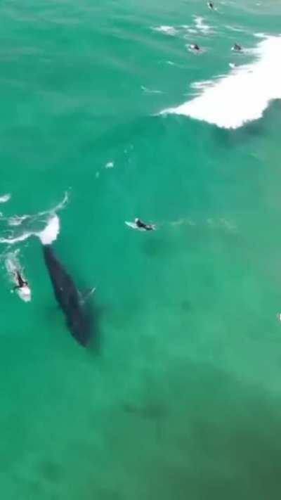 A Whale and Surfers waiting for the perfect wave and the Whale takes it