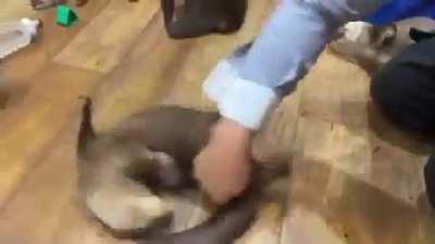 Otters begging for spins