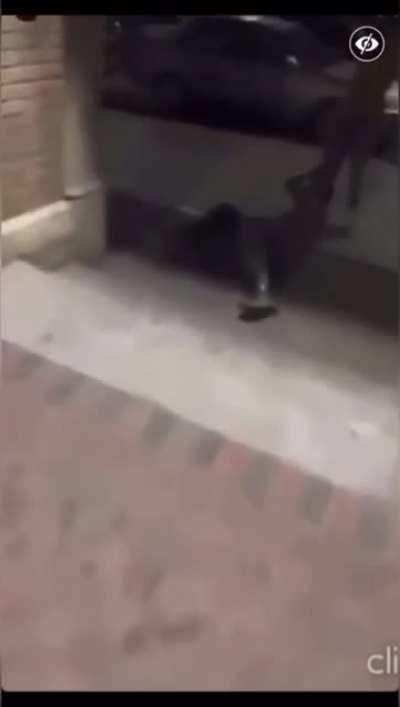 REPOST *FULL VIDEO FOR CONTEXT * Don't abuse animals in front of 