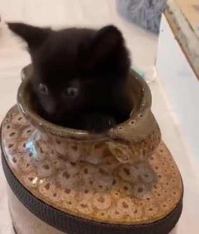 The Vase of Color Changing