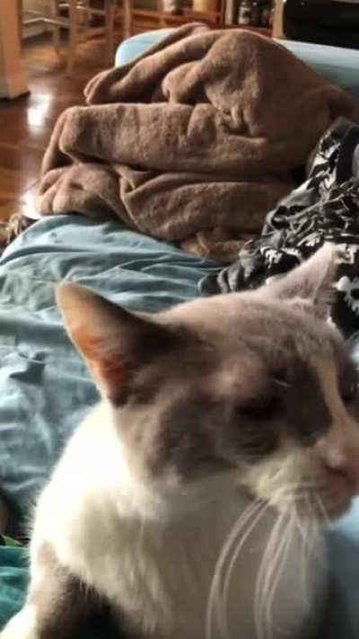 Think 13yo Nino likes brushies?