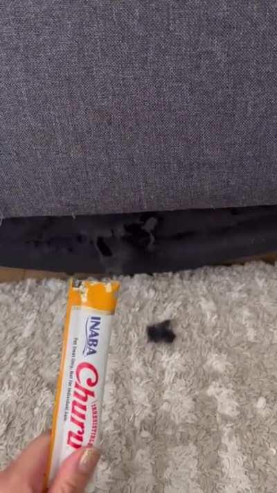 I'm gonna destroy your couch human and there's nothing you can do to st.... Oh is that a treat i smell?