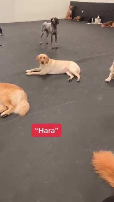 Dogs reacting to their name being called.