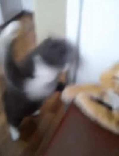 Cat battles an inanimate stuffed tiger.