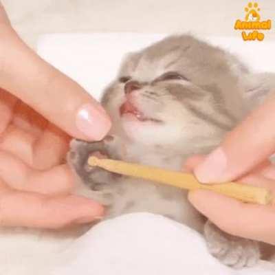 Kitten massage