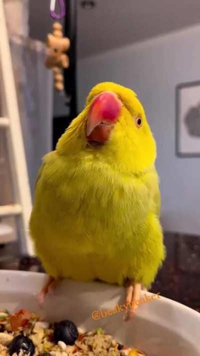 Indian Ringneck male giving kisses