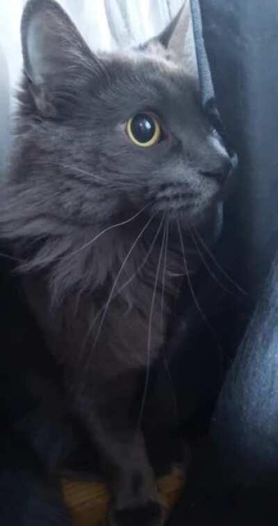 He always lets me know when a bird comes to visit.