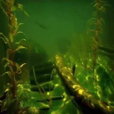 Next Subnautica is being developed in Unreal Engine 5, here’s what some aquatic environments look like in that engine