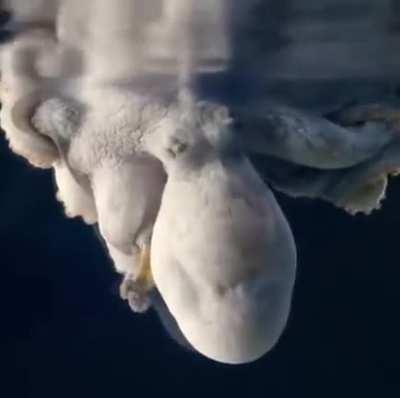 🔥 Mesmerizing and dramatic color changes in this sleeping octopus...possibly dreaming