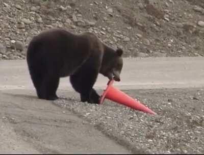 With Yellowstone National Park closing, bears now are essential workers