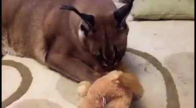 floppa having breakfast