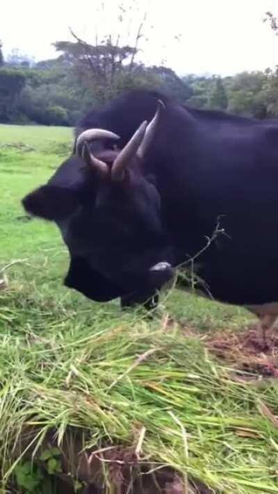 Cow with 3 eyes and 4 horns