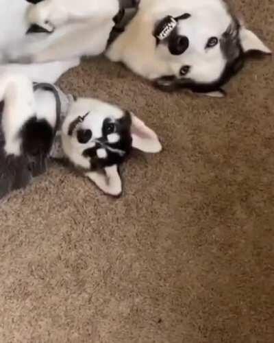 It runs in their family