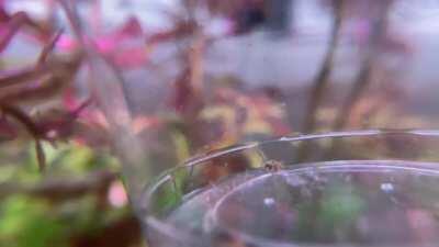 I found a baby pea puffer while doing tank maintenance. Here it is living up to his “murder bean” namesake.