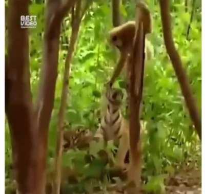 Monke vs tiger?????