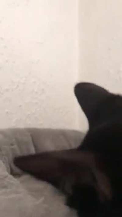 She has the cutest activation sound