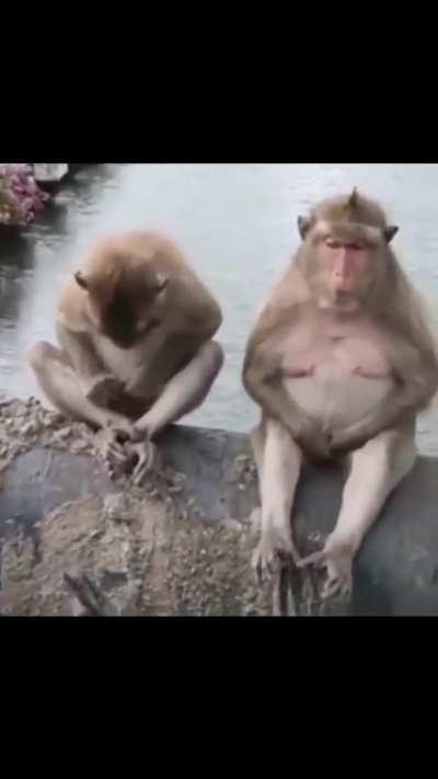 Me recuso a acreditar que esses bicho não pensa