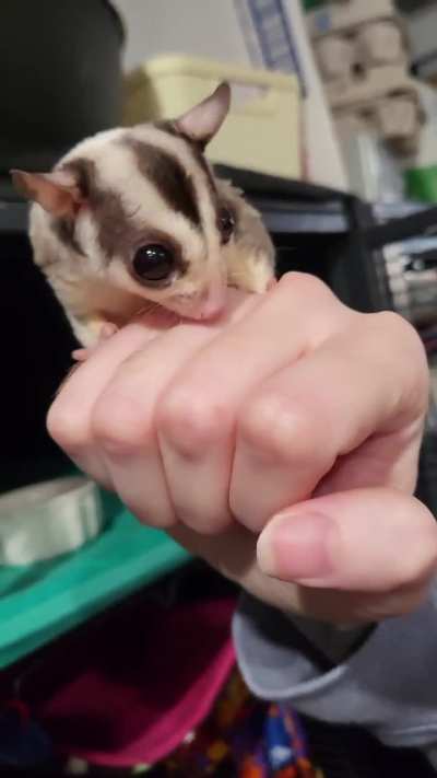 Is this grooming behavior or something else?