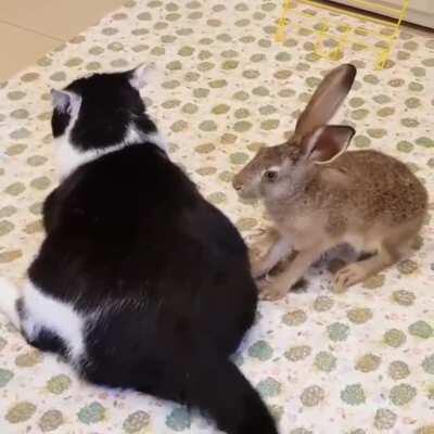 Massage level: expert