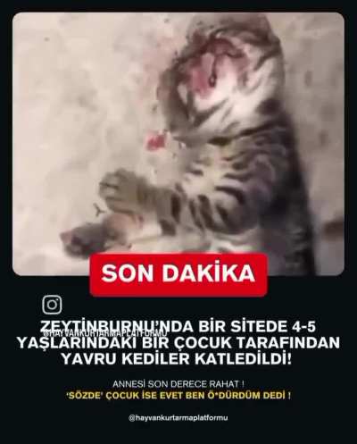 (HASSAS İÇERİK) Zeytinburnu'nda 5 yaşındaki bir çocuk 2 yavru kediyi katletmiş